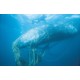 4OCEAN karkötő bálnás - világoskék és lila